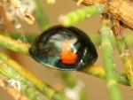 Orcus bilunulatus - Ladybird species | CHIAMAIAS JISHEBI | ჭიამაიას ჯიშები